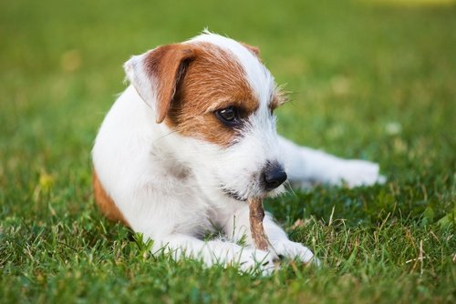 pet-treats-trends-dogs.jpg