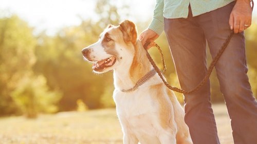 owner-concerned-about-pet-foods-labels.jpg
