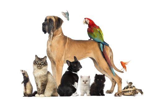 SuperZoo-trade-show.jpg