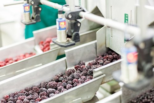 sorting-frozen-foods-before-packaging.jpg