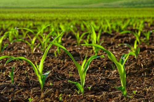 farm-growing-plants.jpg