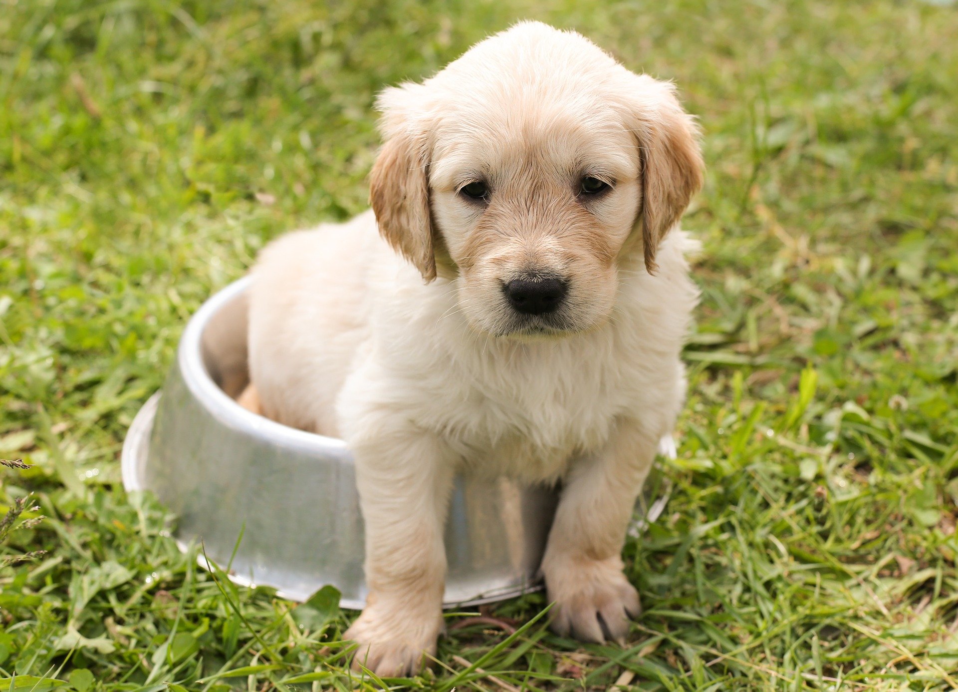 food-safety-modernization-act-pet-food-packaging-equipment.jpg